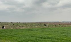 Bedava lahanayı duyan yağmura rağmen tarlaya akın etti