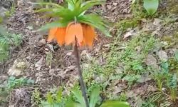 Ters Laleler Açtı, Koparmanın Bedeli Dudak Uçuklatıyor