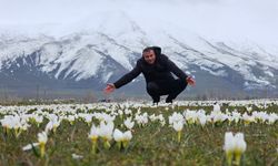 Baharın müjdecisi kardelenler açtı