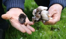 Bahar geldi, risk arttı, Yabani mantar tüketimine dikkat