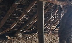 Ahır Çökmesi Sonrası 5 Hayvan Telef Oldu