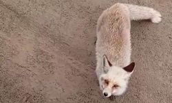 Aç Kalan Tilkinin Şaşırtan Ziyareti