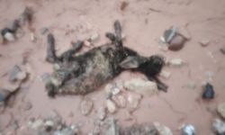 Cudi Dağı Eteklerinde Göçerler Sular Altında Kaldı