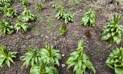 Şırnak’ta Nesli Tehlike Altındaki Çiçekler Açtı