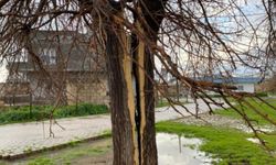 Yıldırımın Vurduğu Ağaç İkiye Bölündü