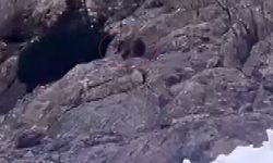 Şırnak’taki Ayılar kış uykusundan uyandı!