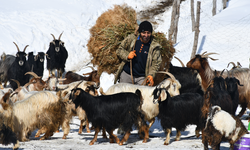 Şırnak’ta Köy Hayatı ve Geleneksel Besicilik