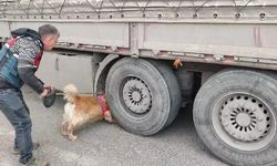 Şırnak jandarmadan son 20 yılın en büyük operasyonu