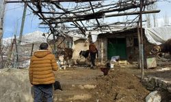 Uludere Tarım Müdürlüğü’nden Hayvan Sağlığı Atağı