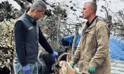 Şırnak'ta Bayram Öncesi Hayvan Sağlığı Denetimi