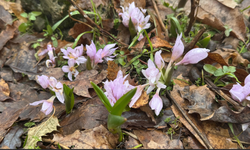 Şırnak'ta Karlar Altında Baharın İlk İzleri