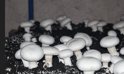 Şırnak'ın Tarihi Mağarasında Aylık 3 Ton Mantar Hasadı