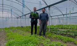 Şırnak'ın Bereketli Seralarında Kış Mesaisi