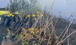 Şırnak'ta Zeytin ve Bıttım Bahçeleri Kuruluyor