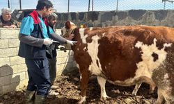 Veteriner Ekipleri Köy Köy Aşı Yapıyor