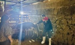 Şırnak’ta aşılama ve küpeleme seferberliği