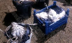 Şırnak’ta Başıboş Köpekler 157 Tavuğu Telef Etti