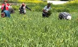AB tescilli araban sarımsağında yabancı ot temizliği sürüyor