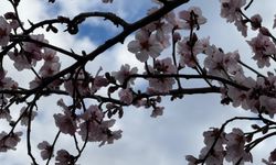 Şırnak'ta badem ağaçları çiçek açtı: Dağlar renklendi