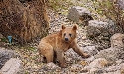Şırnak sınırında aç kalan ayılar görüntülendi