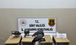 Şırnak Çıkışlı Araçta 480 Bin Liralık Papağan Yakalandı