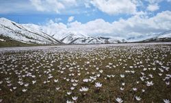 Fotoğraf Tutkunlarının Yeni Rotası Çiğdemler Çiçek Açtı