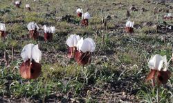 Kurt kulakları meraları süslüyor