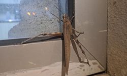 Dev Çekirge Şaşkınlığı Gören Dönüp Bir Daha Baktı