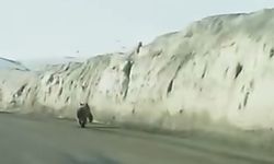 Van’da kara yoluna inen ayı kameraya yansıdı