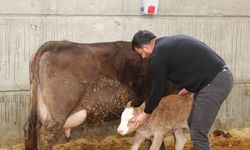 Devlet desteği ile kurduğu akıllı ahır projesiyle verimliliği artırdı