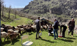 Şırnak'ta  Hayvan Sağlığı İçin Yoğun Mesai