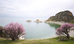 Badem çiçekleri Van Gölü kıyılarını renklendirdi