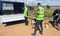 Başverimli'de Can dostlar emin ellerde