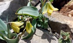 Ender görülen Çermik ters lalesi çiçek açtı