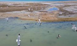 Nesli tehlike altındaki dikkuyruk kuşu görüntülendi