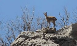 Koruma altındaki dağ keçileri sürü halinde görüntülendi