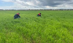 Şırnak’ta Tarımsal Takip, 6 Köyde Süne ve Hastalık Taraması