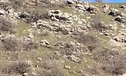 Koruma Altındaki Dağ Keçileri Çoğalıyor