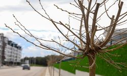 Diyarbakır'da yeşil dönüşüm: 5 bin ağaç dikildi