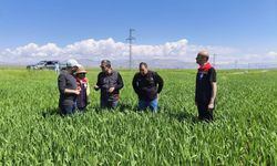 Şırnak’ta Hububat Alanlarında Süne Kontrolü