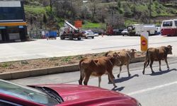 Yola çıkan büyükbaş hayvanlar sürücülere zor anlar yaşatıyor