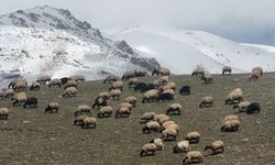 Küçükbaş hayvanlar Nisan'da meraya indi