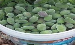 Sezonun ilk çağla hasadı başladı