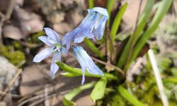Doğaseverler bekliyor, Şırnak’ta mavi şölen yaklaşıyor
