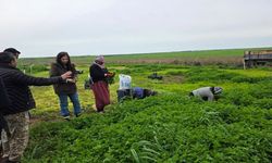 İdil’de çiftçilere örtüaltı sebze yetiştiriciliği eğitimi