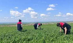 Silopi’de Hububat Alanlarında Saha Denetimleri Sürüyor