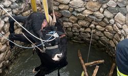 Su kuyusuna düşen inek itfaiye ekiplerince kurtarıldı