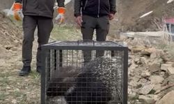 Tedavisi tamamlanan oklu kirpi doğaya salındı