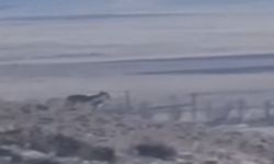 Sürüye saldırmak için fırsat kollayan kurtlar görüntülendi