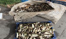 Doğada kendiliğinden yetişiyor, kilosu 250 TL'den satılıyor